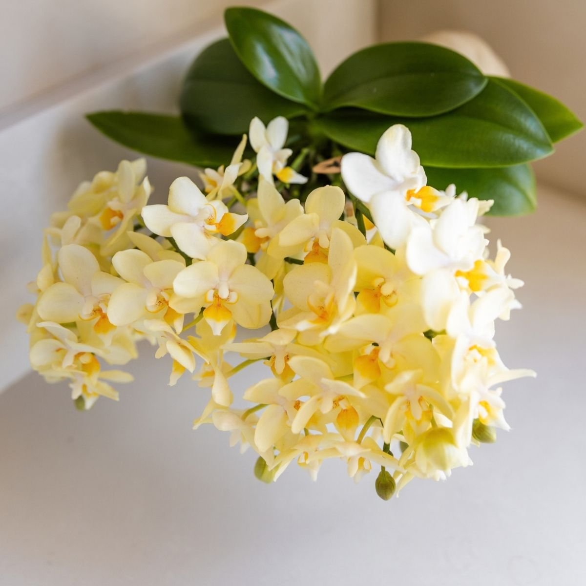 Kolibri Orchids | Combi Deal - 4 Gele Phalaenopsis Orchideeën Botanic Yellow - Ø9 cm