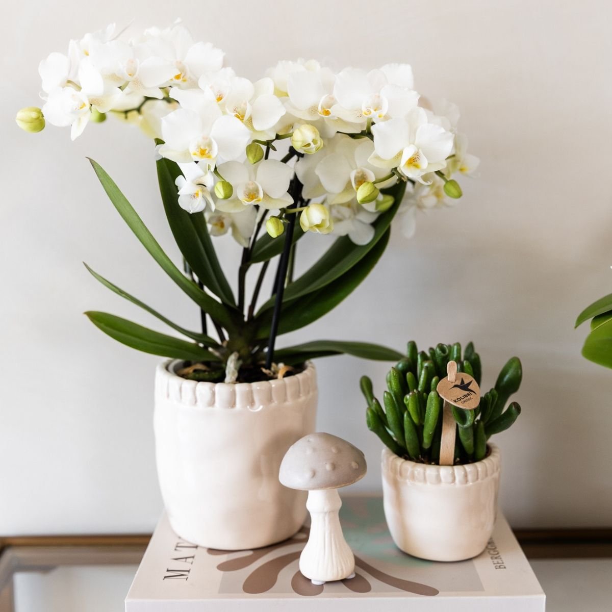 Kolibri Orchids | Combi Deal - 4 Witte Phalaenopsis Orchideeën Blossom Zurich - Ø9 cm