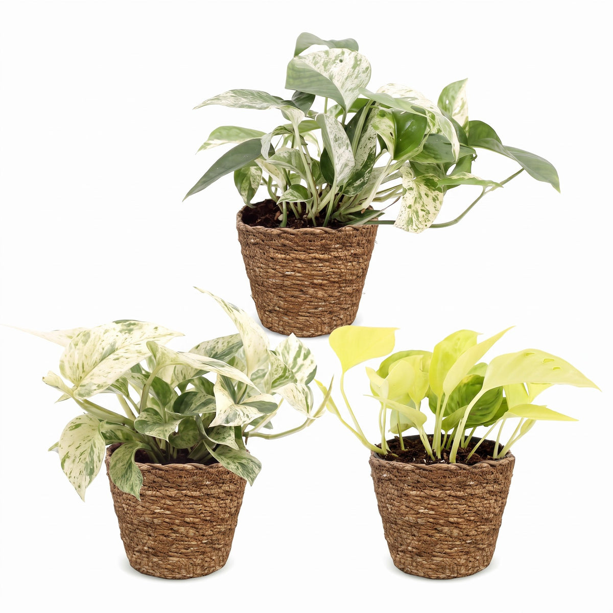 Epipremnum Tricolour 3x - Geel - Groen - Creme - Tropisch - incl. mand - Ø6cm - ↕20-25cm