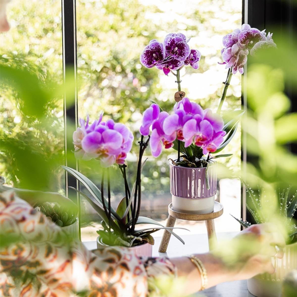 Kolibri Orchids | Combi Deal - 2 Roze-Paarse Phalaenopsis Orchideeën Mineral Frederikstad - Ø9 cm
