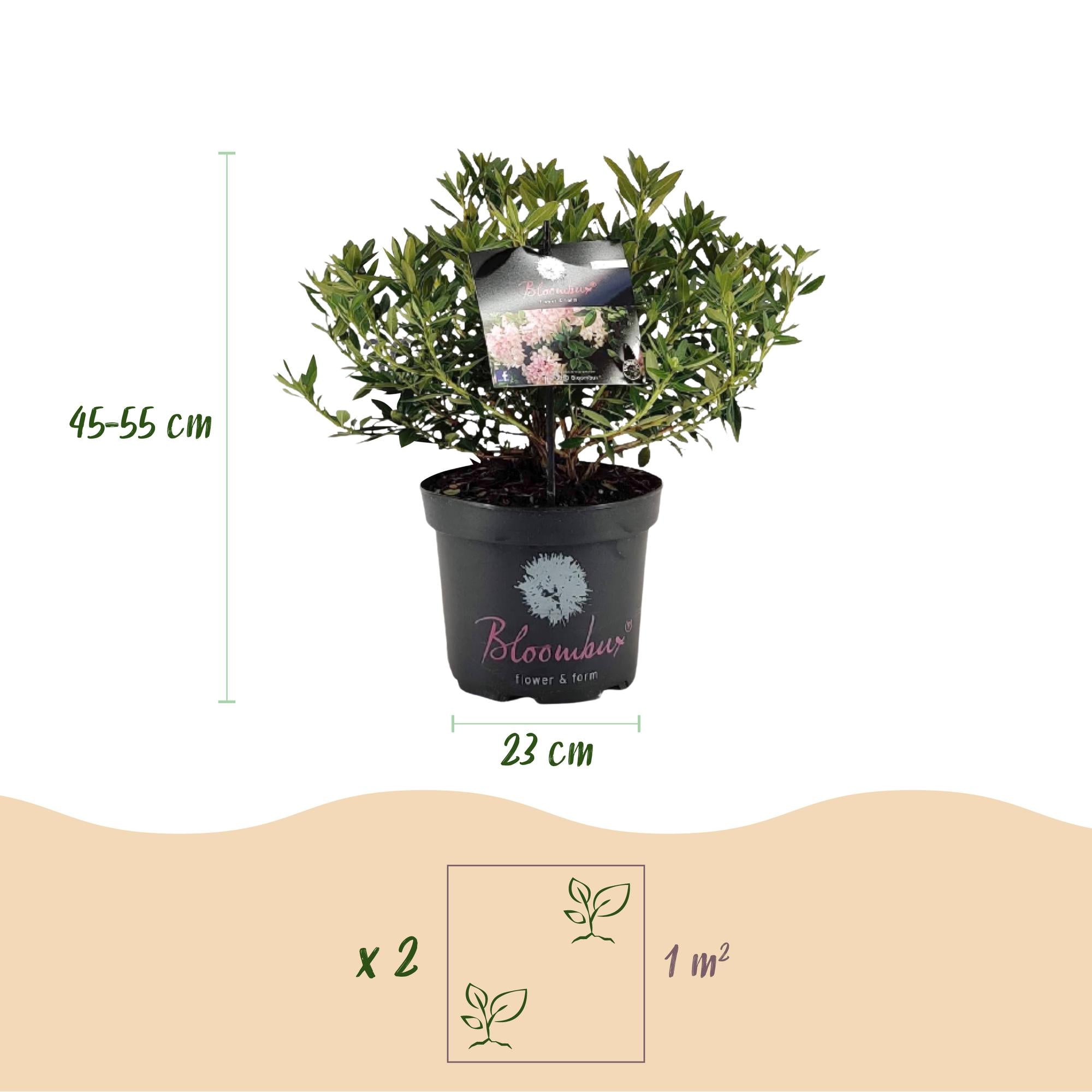 Dwerg Rhododendron - Rhododendron Bloombux Light Pink - Bloeiende Buxus - Weinig Onderhoud - Licht Roze Bloem - 2 Planten - Pot 23cm - Hoogte 45-55cm