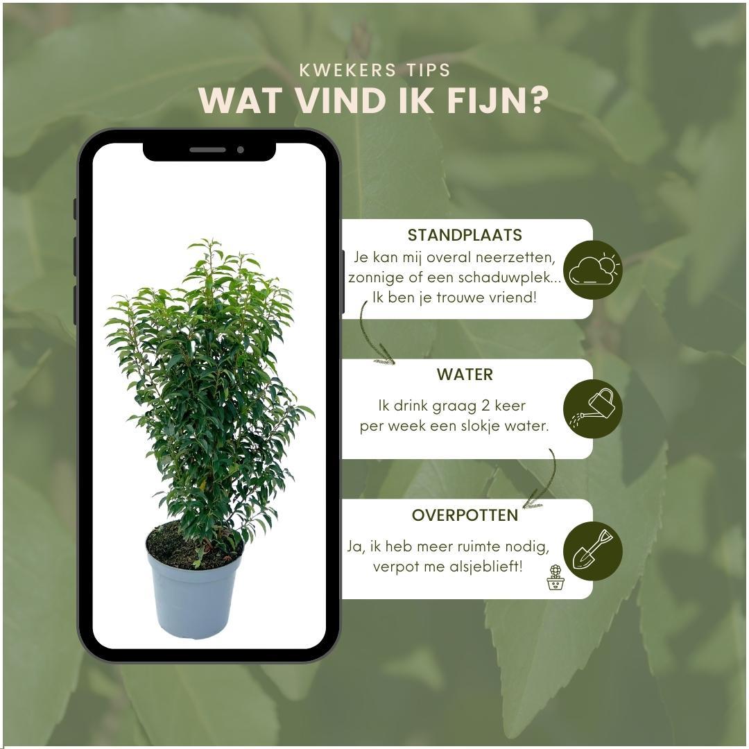 Grote Portugese Laurierkers planten voor 10 strekkende meter haag | 25x ↨ 80-100 cm in 12 liter pot