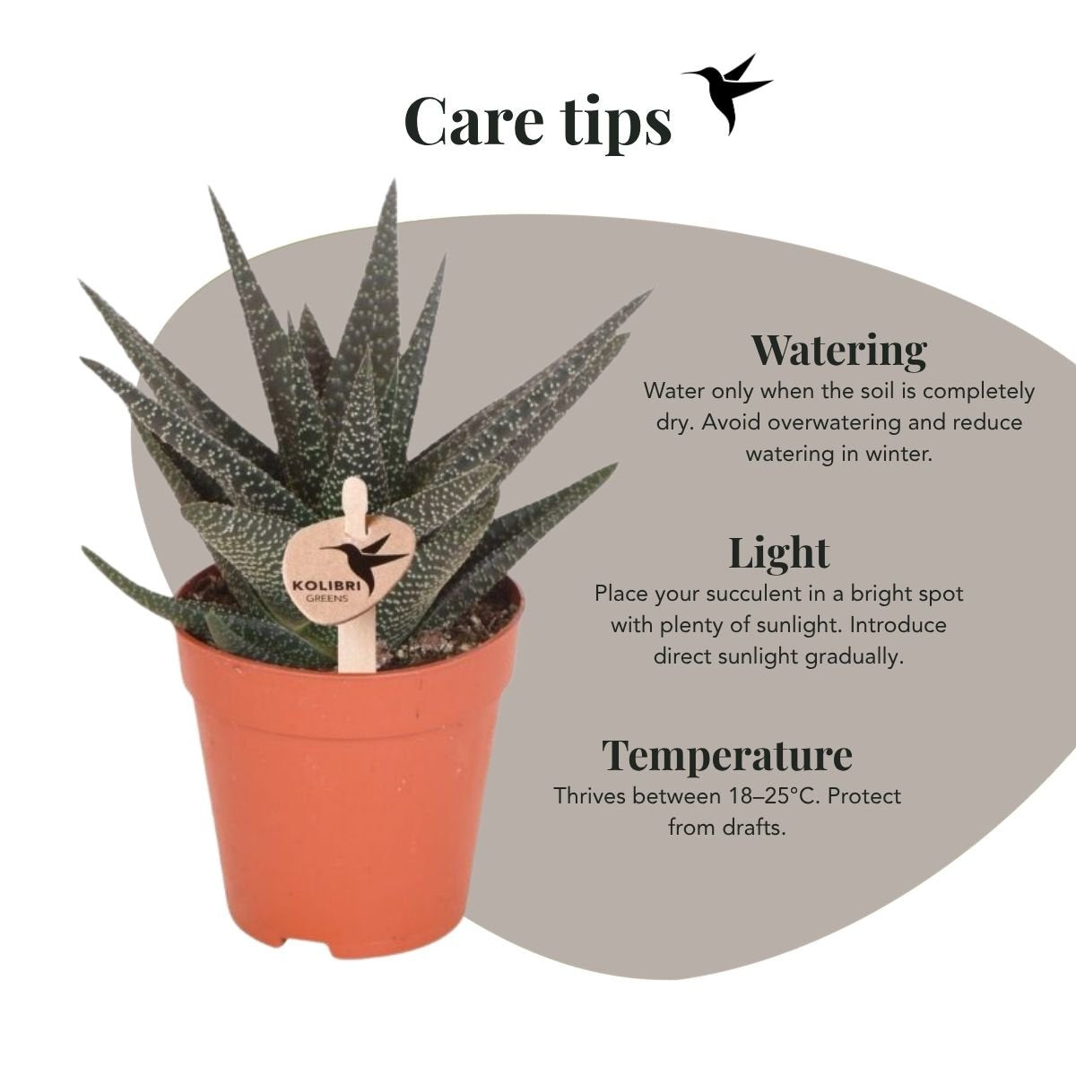 Kolibri Greens | Vetplant Haworthia Royal Highness - Ø9cm