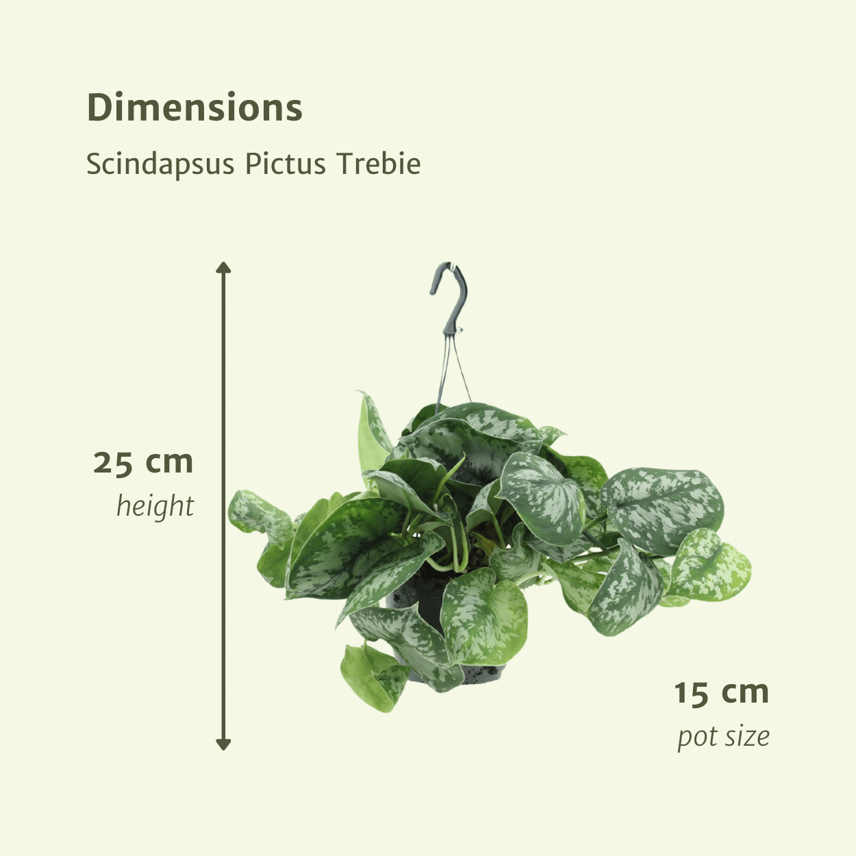 Scindapsus Pictus Trebie (Epipremnum) - 2 pezzi - Ø15cm - ↕25cm