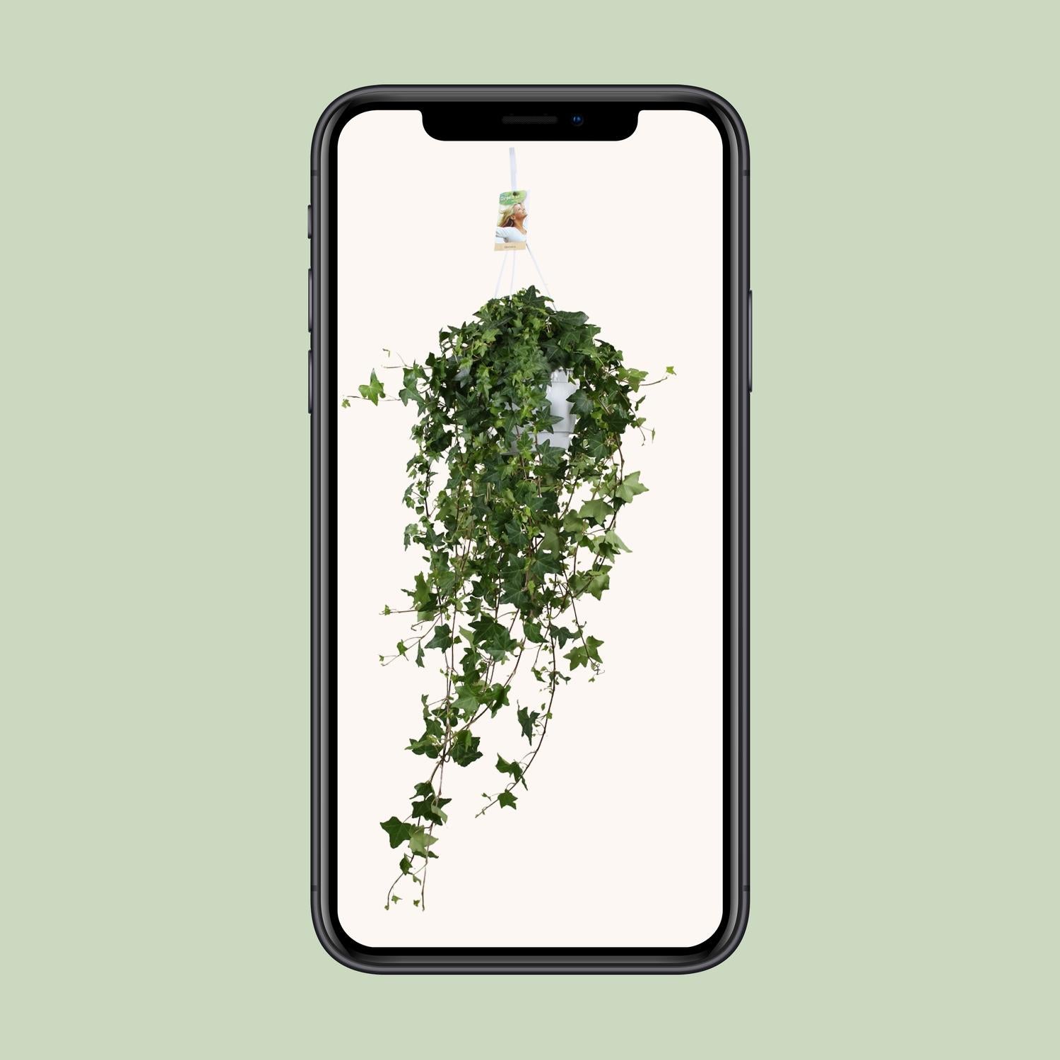Hedera Helix Pitsburg - Hanging/XXL - Ø17cm - ↕90cm