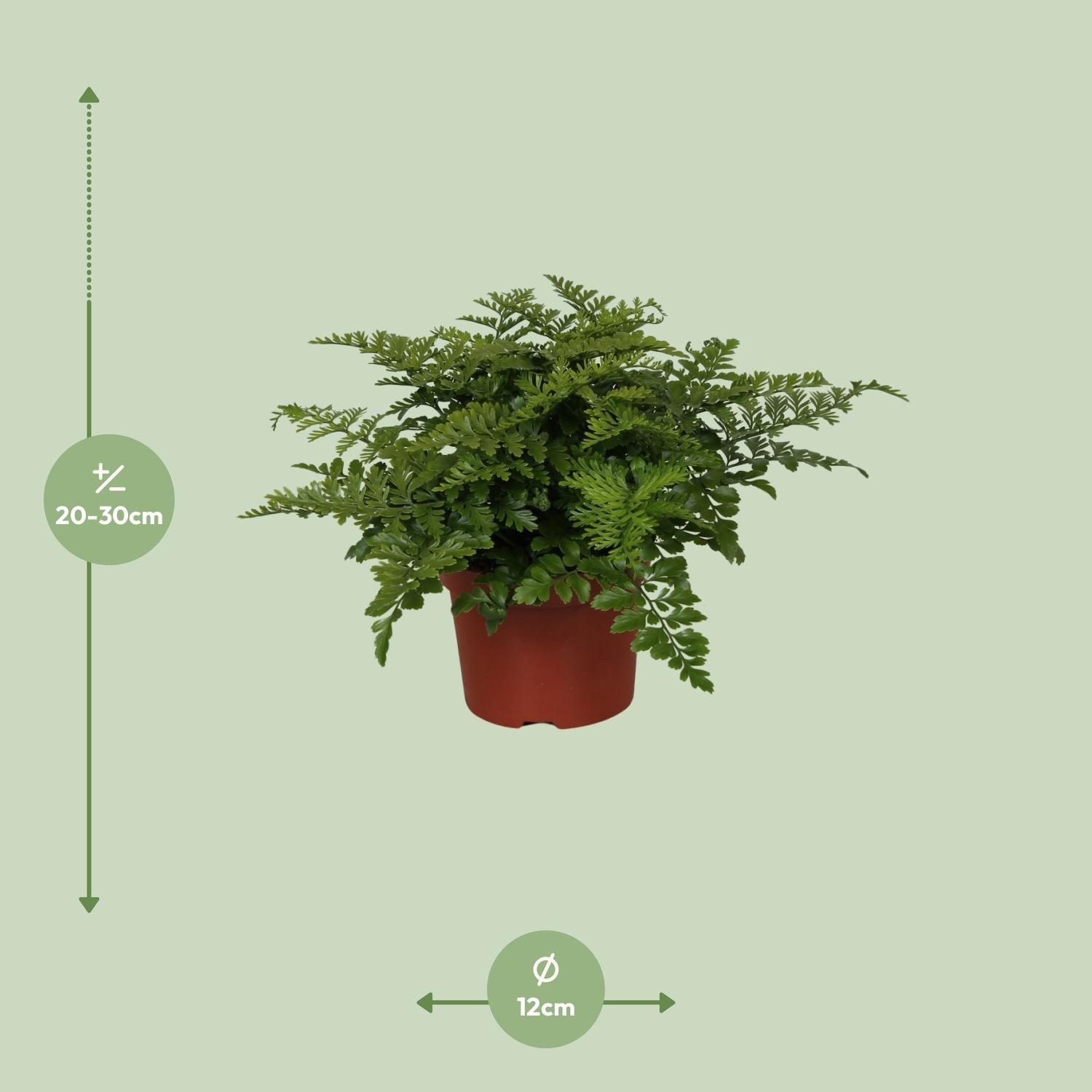 Asplenio Parvati - Ø12cm - ↕25cm