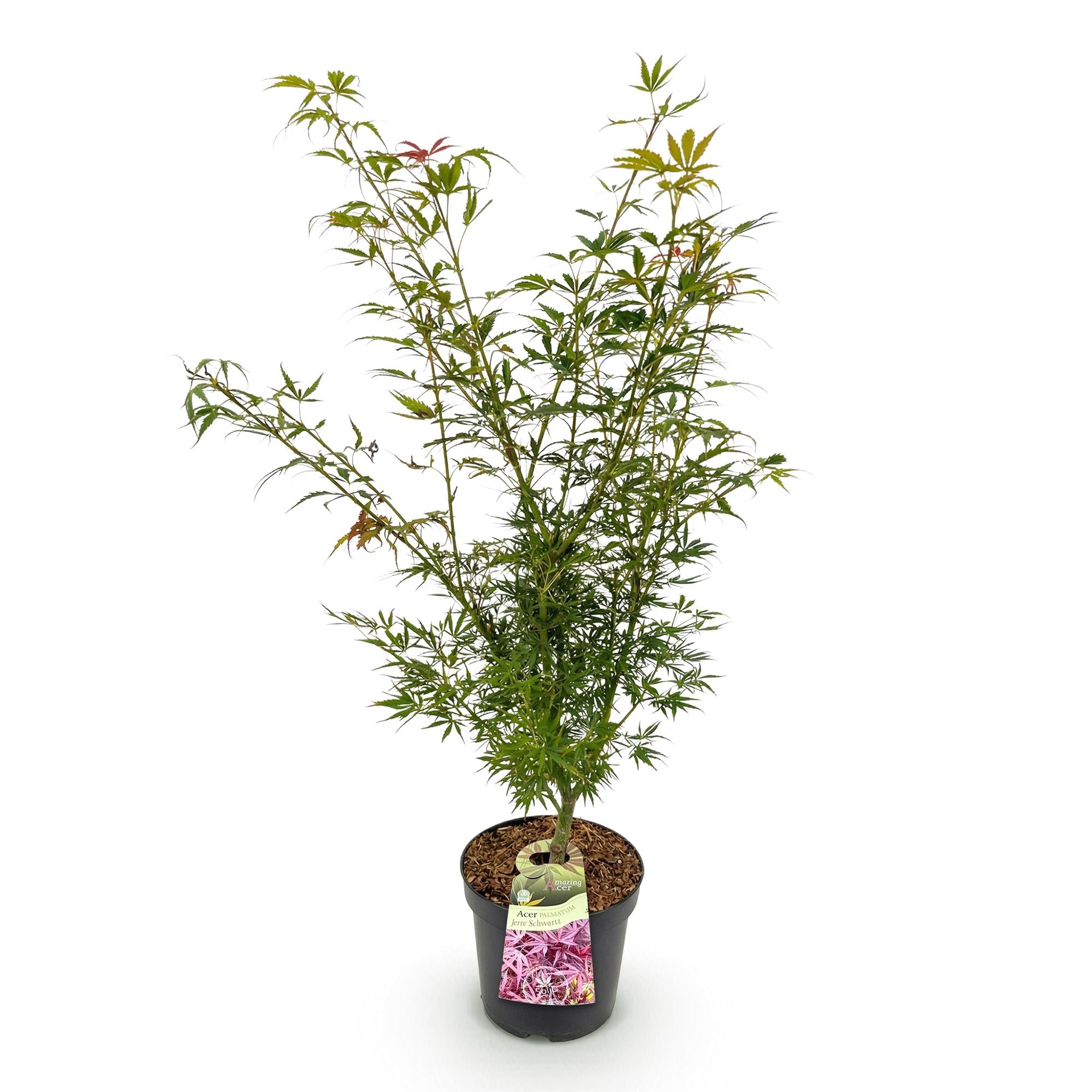 Acer palmatum Jerre Swarts - Japanse Esdoorn - Bladverliezend - Oranje-Rood - 1 - Pot 26cm - Hoogte 90cm