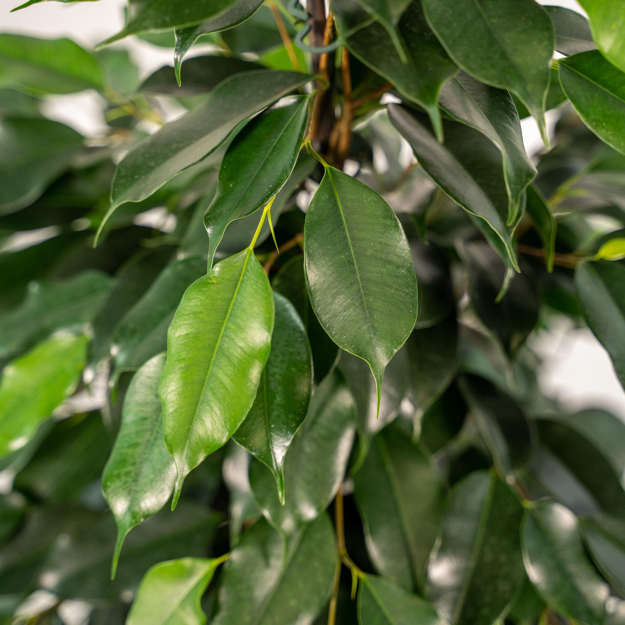Ficus benjamina Danielle - Ø21cm - ↕95cm + Mand Selin