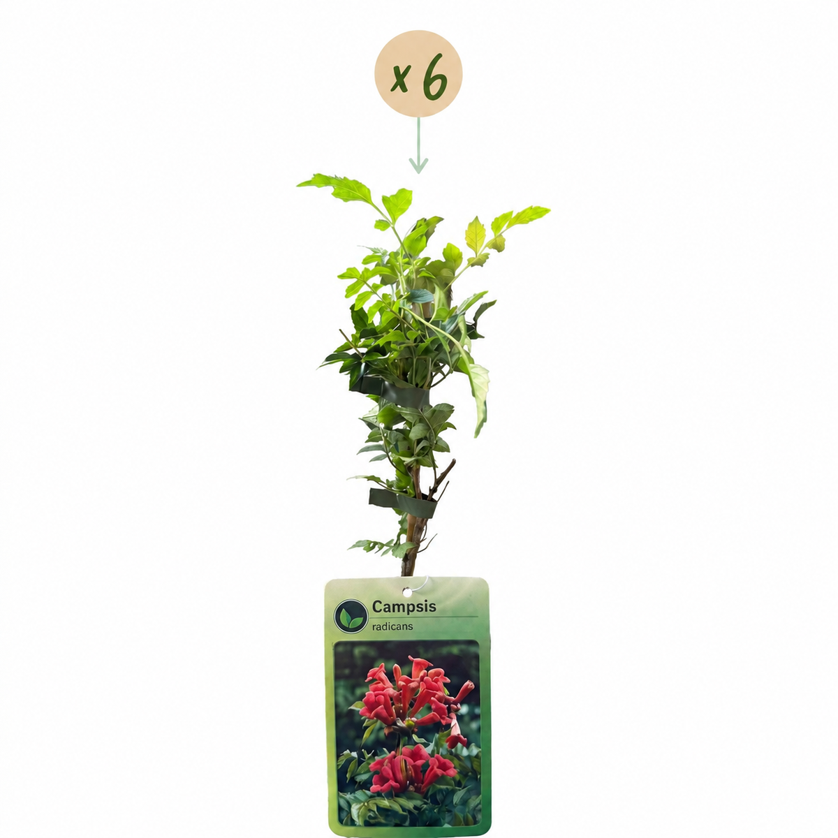 Campsis radicans - Trompetklimmer 6x - Oranje - Rood - Klimplant - Ø9cm - ↕35cm