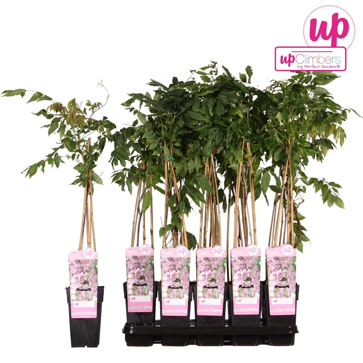 Glycine floribunda 'Rosea' - Pluie rose - Ø15cm - ↕65cm