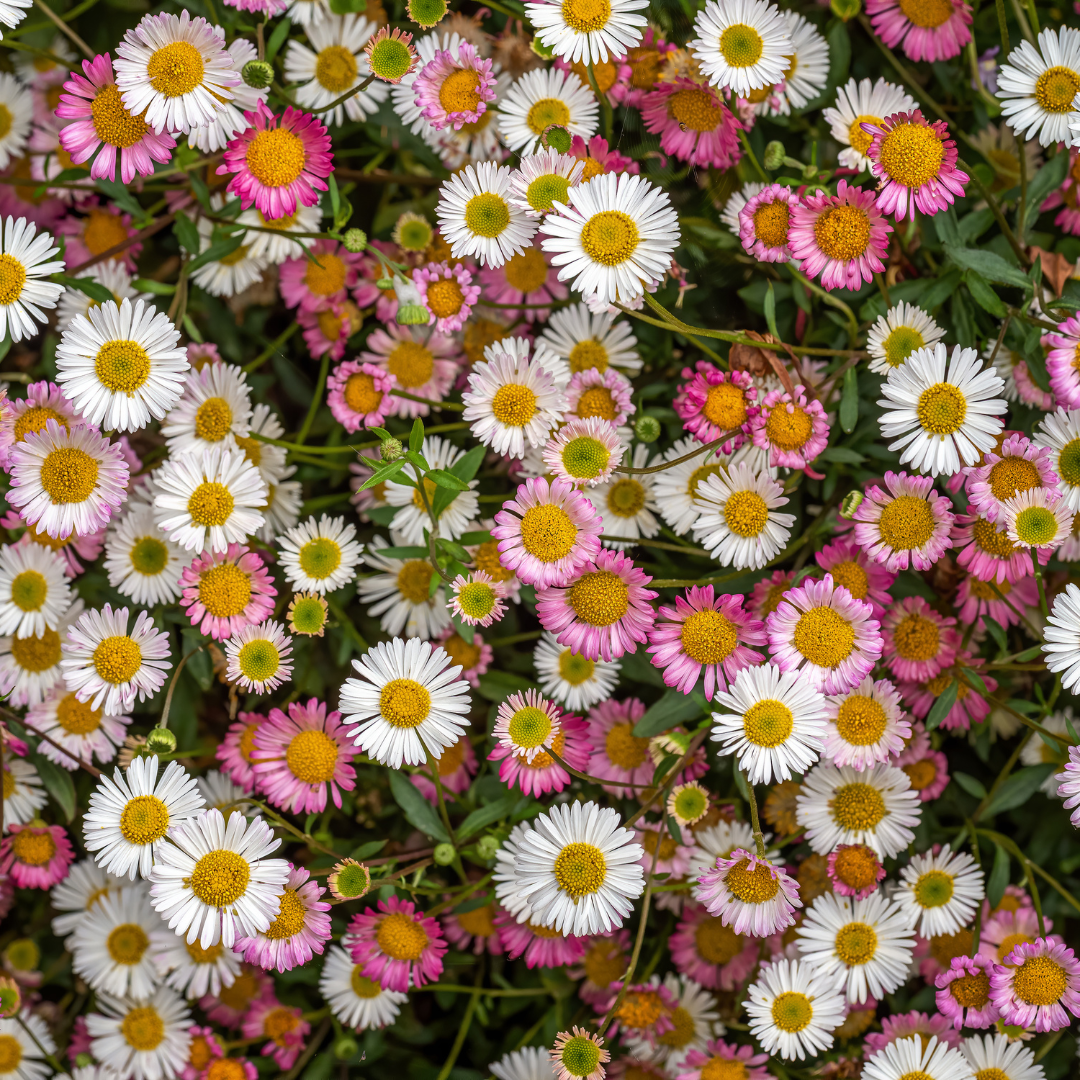 6x Erigeron karvinskianus - ↕10-25cm - Ø9cm