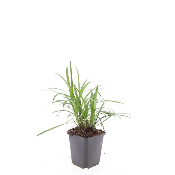 48x Liriope muscari 'Moneymaker' - ↕10-25cm - Ø9cm