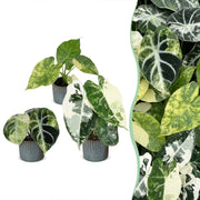 Baby Alocasia Tricolour Variegata 3x - Groen - Zwart - Variegata - Tropisch - incl. Linnea Misty Blue - Ø6cm - ↕5-15cm
