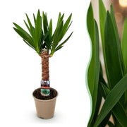 Yucca elephantipes - Weinig onderhoud - Groen - 1 - Pot 14cm - Hoogte 55cm
