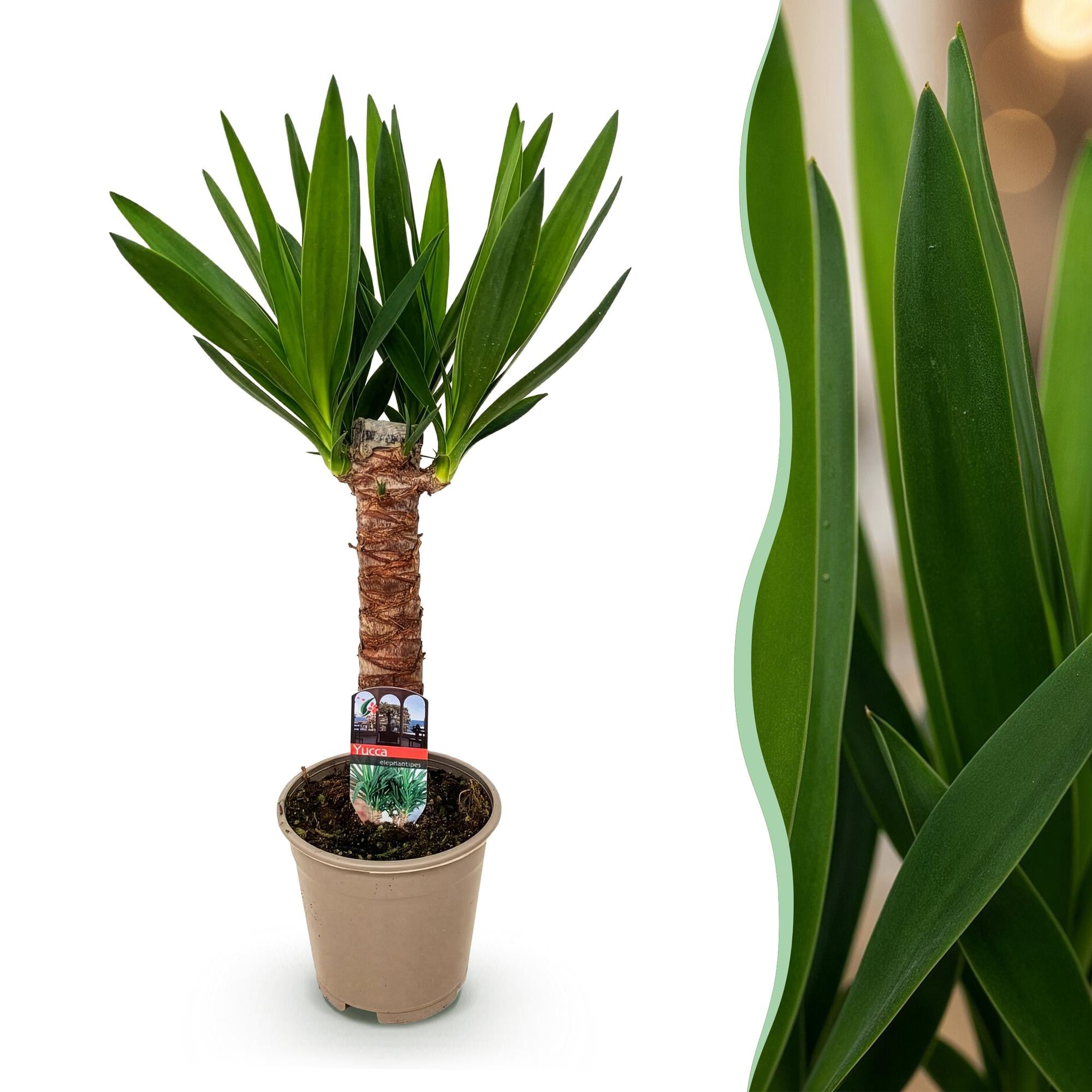 Yucca elephantipes - Weinig onderhoud - Groen - 1 - Pot 14cm - Hoogte 55cm