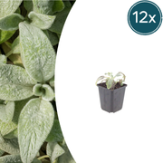 12x Stachys byzantina 'Silver Carpet' - ↕10-25cm - Ø9cm
