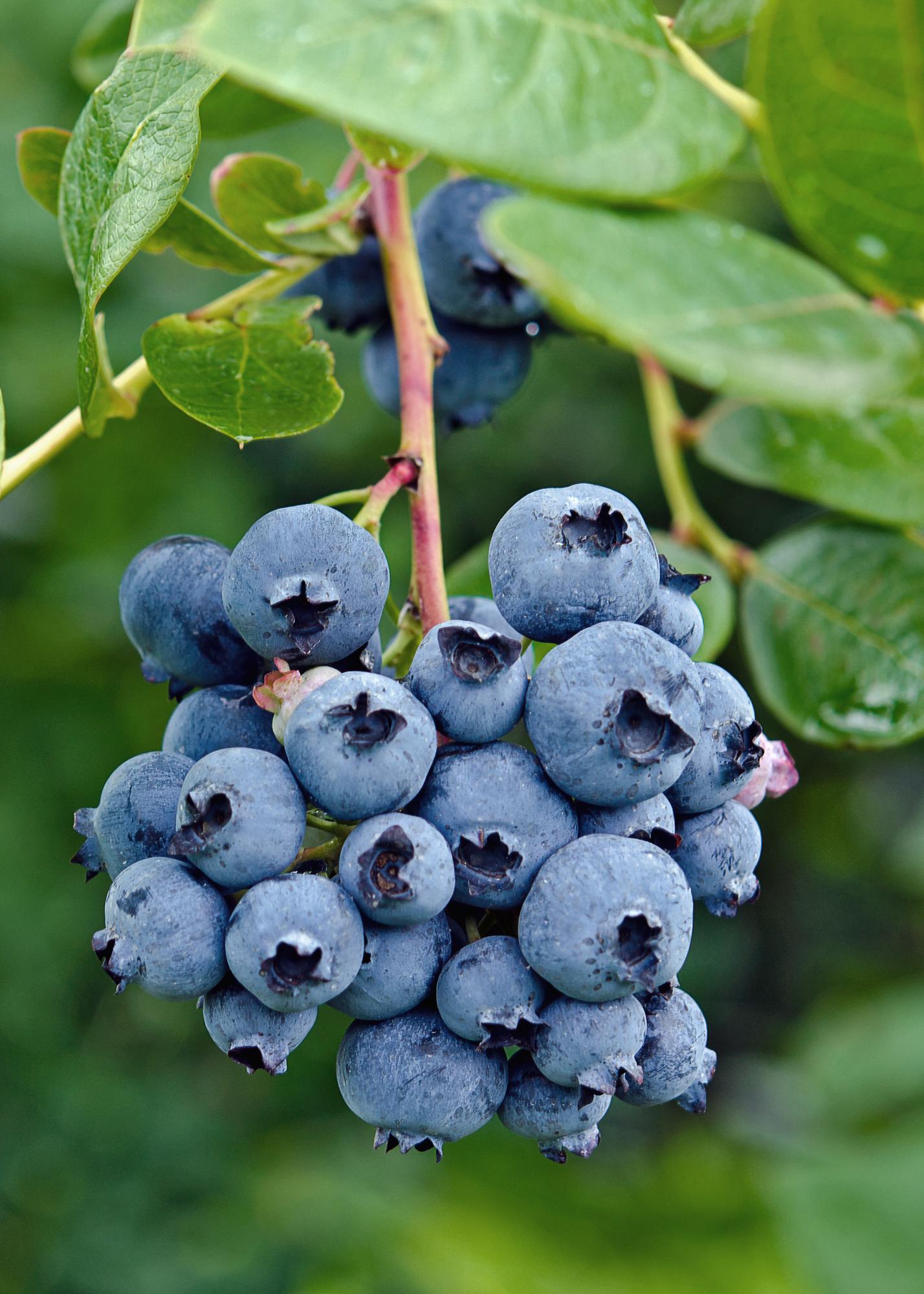 Vaccinium corymbosum 'Reka' - Myrtille - Ø13cm - ↕45cm
