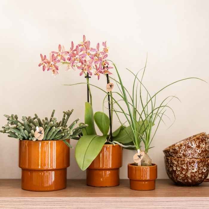 Kolibri Greens | Beaucarnea - Ø6cm