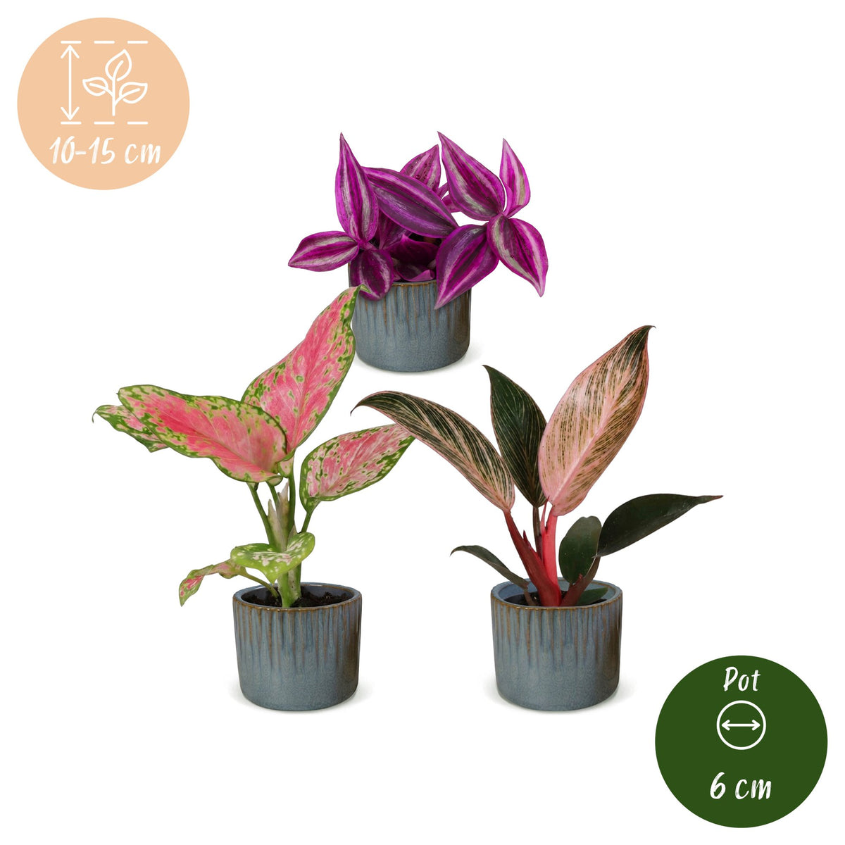Baby Planten Paradise Mix - Diversen 3x - Tropisch - incl. Linnea Misty Blue - Ø6cm - ↕10-15cm