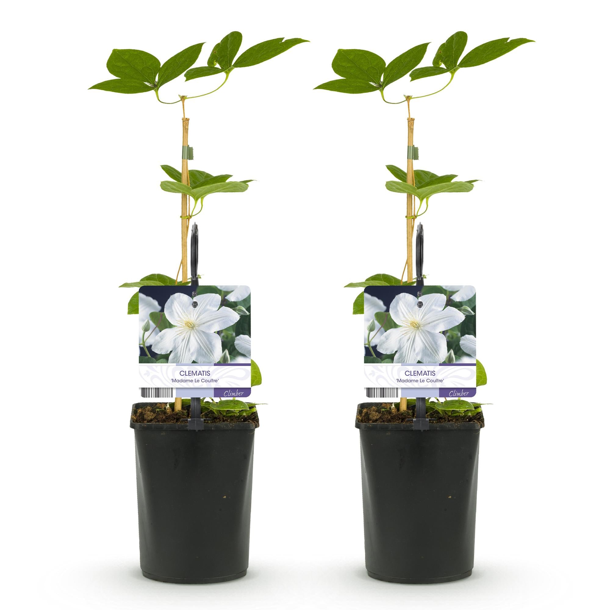 Clematis Madame Le Coultre - bloem wit - Weinig onderhoud -2 planten -  Pot 11cm Hoogte 40cm