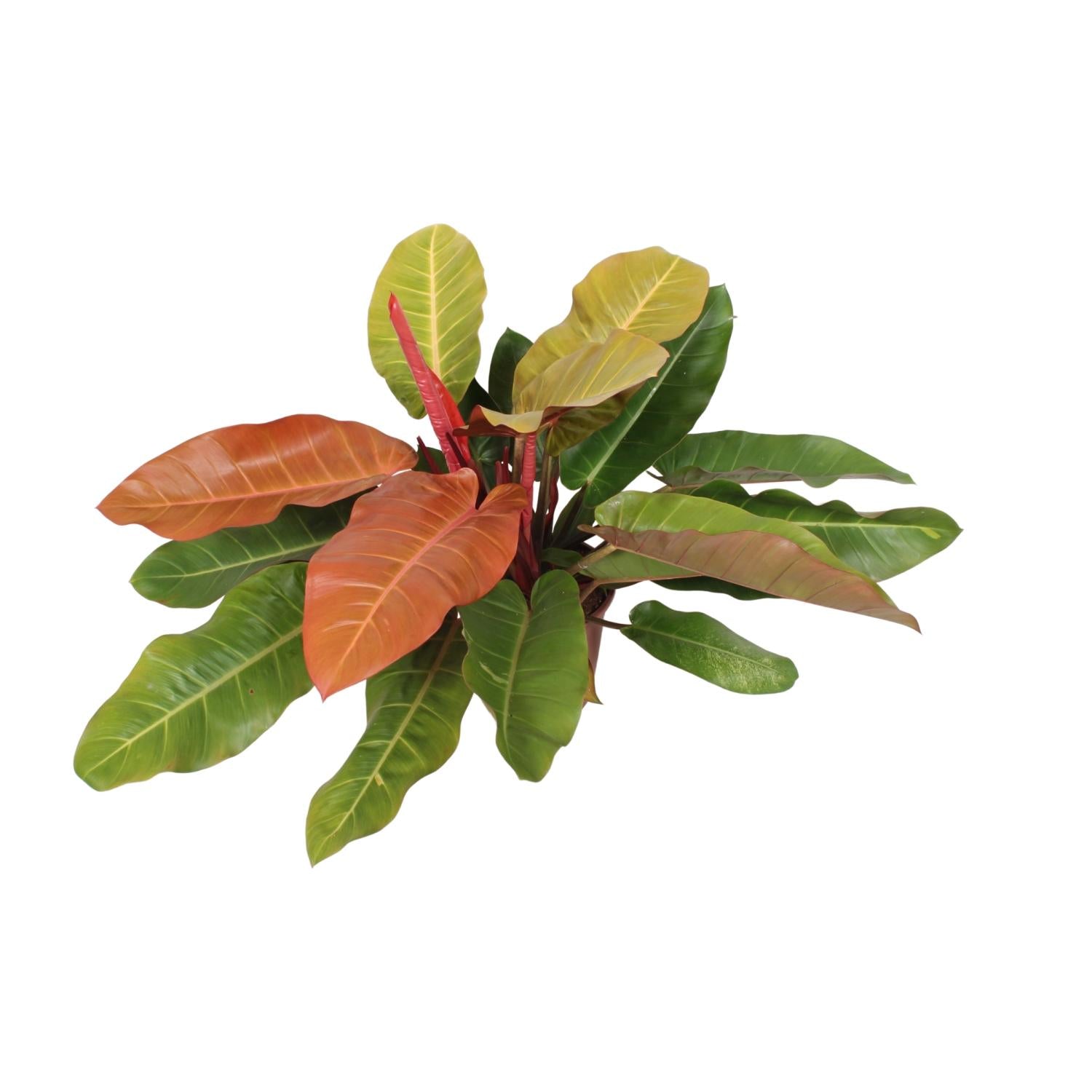 Philodendron Principe d'Orange - Ø27cm - ↕75cm