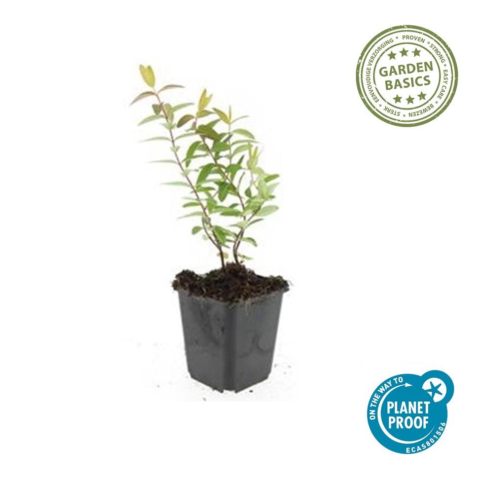 12x Hypericum 'Hidcote' - ↕10-25cm - Ø9cm