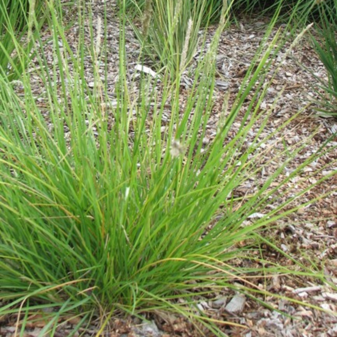 60x Sesleria autumnalis - ↕10-25cm - Ø9cm