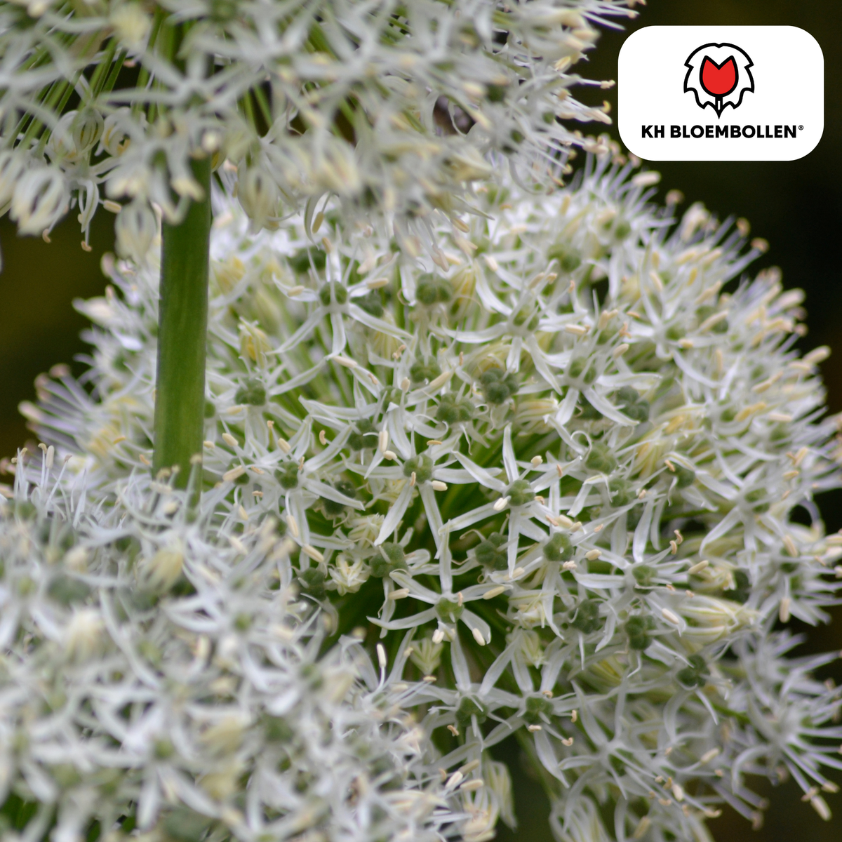 Allium White Giant 5 pezzi