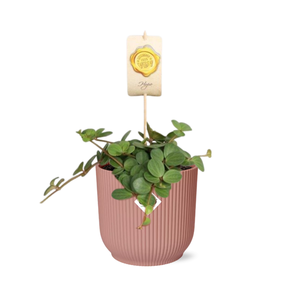 Peperomia 'Hope' in ELHO Vibes Fold 14cm pink