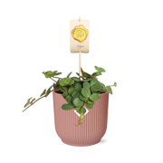 Peperomia 'Hope' in ELHO Vibes Fold 14cm pink