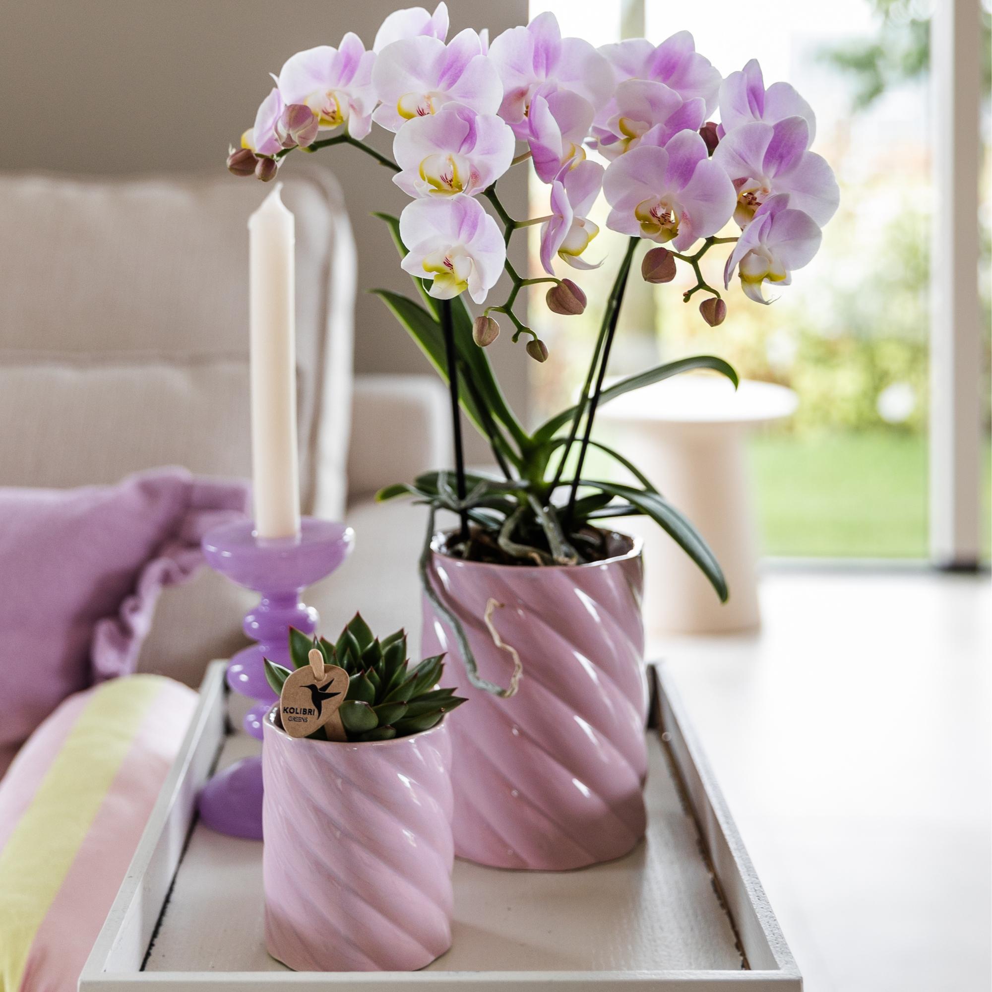 Kolibri Greens | Groene plant - Succulent Echeveria Miranda potmaat Ø6cm | groene kamerplant - vers van de kweker