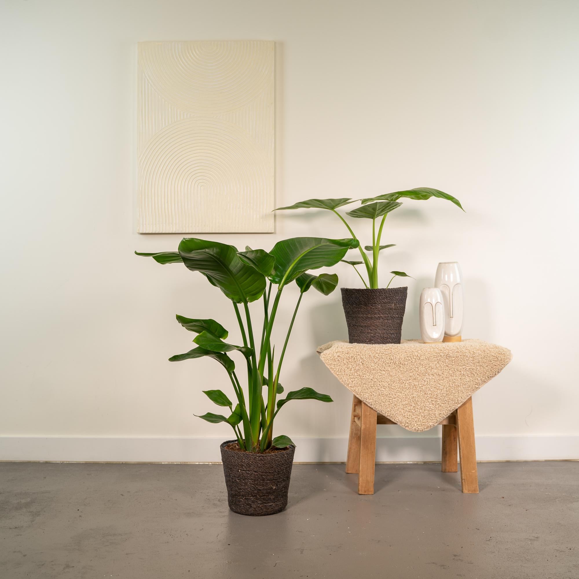 Strelitzia Nicolai - Ø19cm - ↕85cm + Alocasia Macrorrhiza - Ø19cm - ↕70cm + Basket Igmar