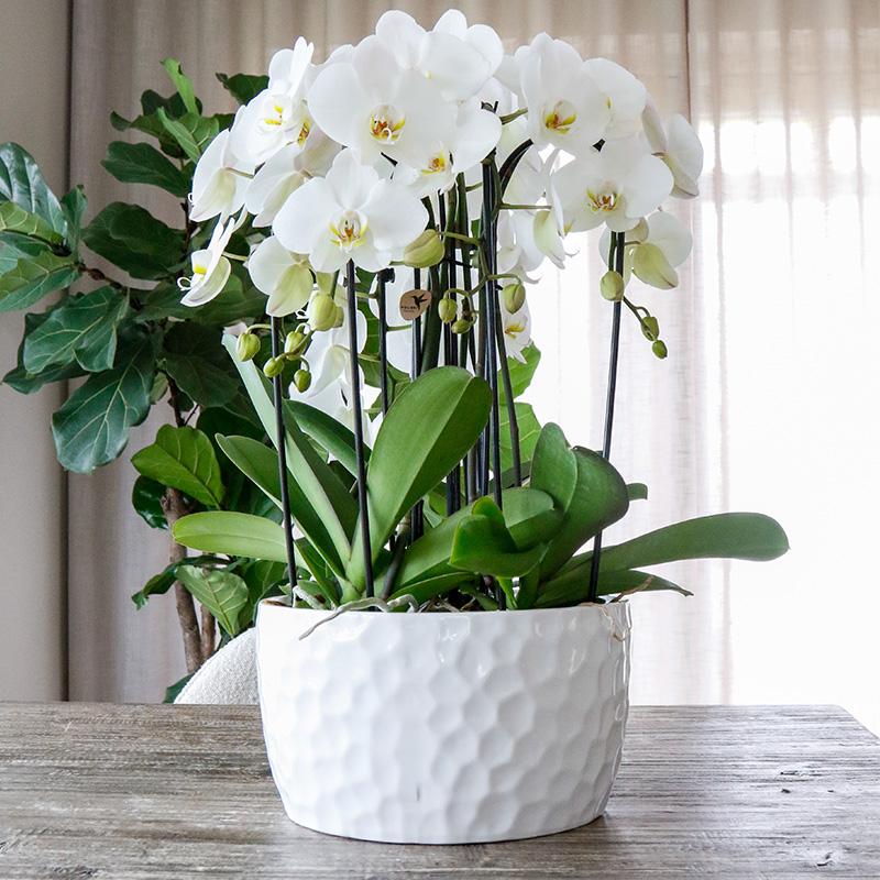 Kolibri Home | Honey dish white - Ceramic plant bowl with honey pattern - suitable as a planter - pot size Ø30cm