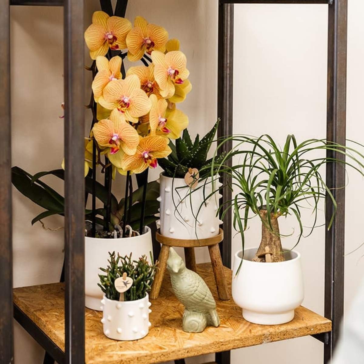Kolibri Orchids | Combi Deal - 4 Oranje-Roze Phalaenopsis Orchideeën Niagara Fall Sunny Bunny - Ø12 cm