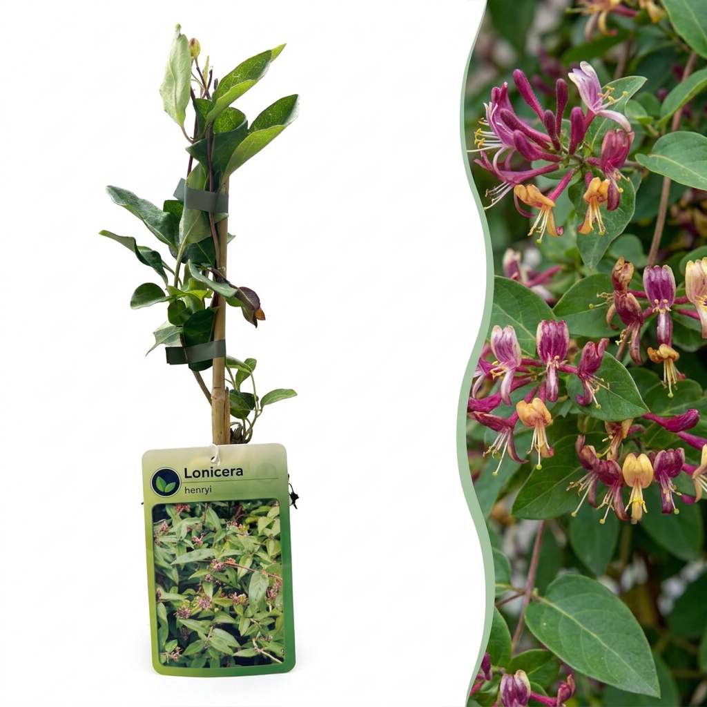 Lonicera henryi - Henrys kamperfoelie 4x - Geel - Rood - Klimplant - Ø9cm - ↕35cm