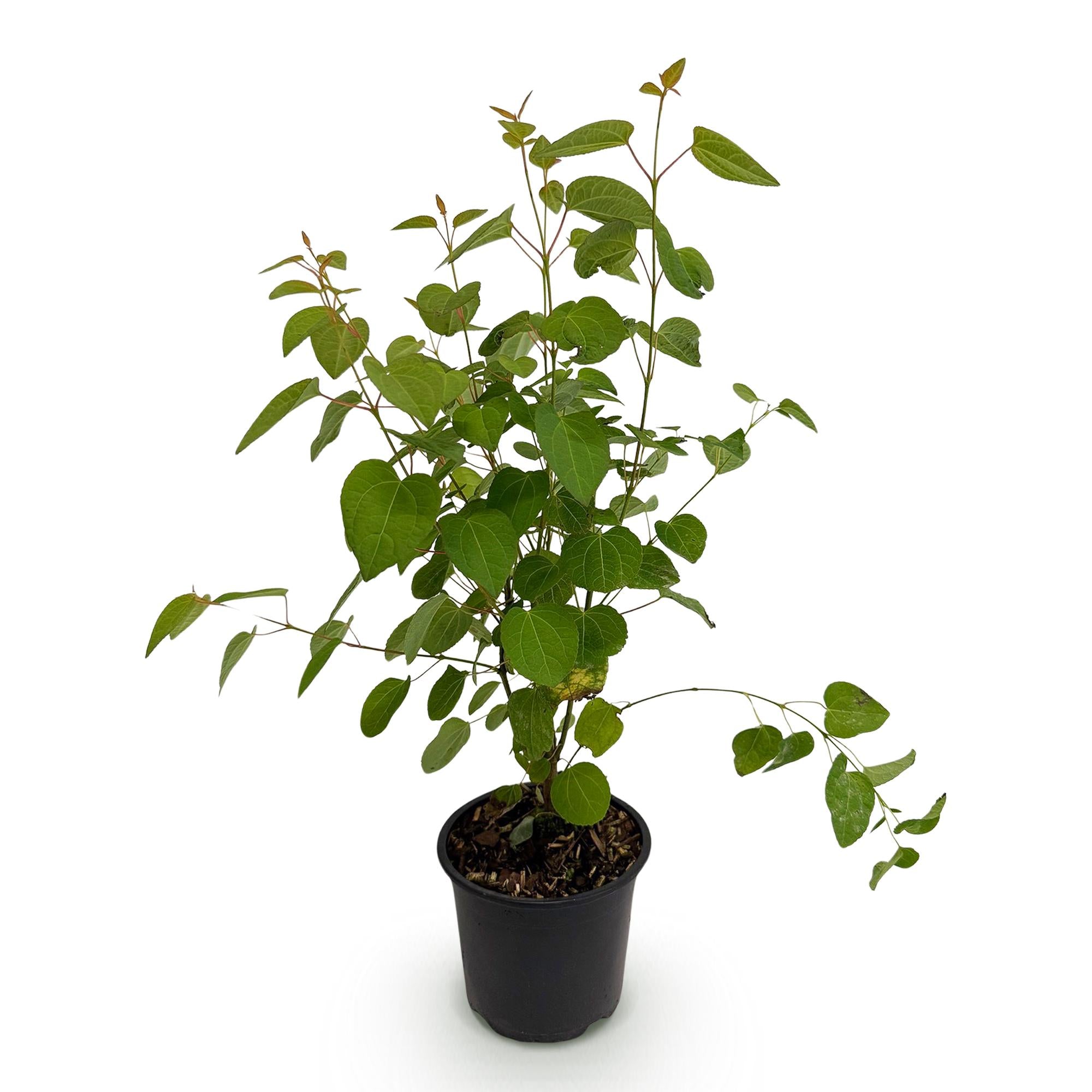 Cercidiphyllum japonicum - Groen 1 Plant - Bladverliezend - Weinig Onderhoud - Pot 12cm Hoogte 35cm