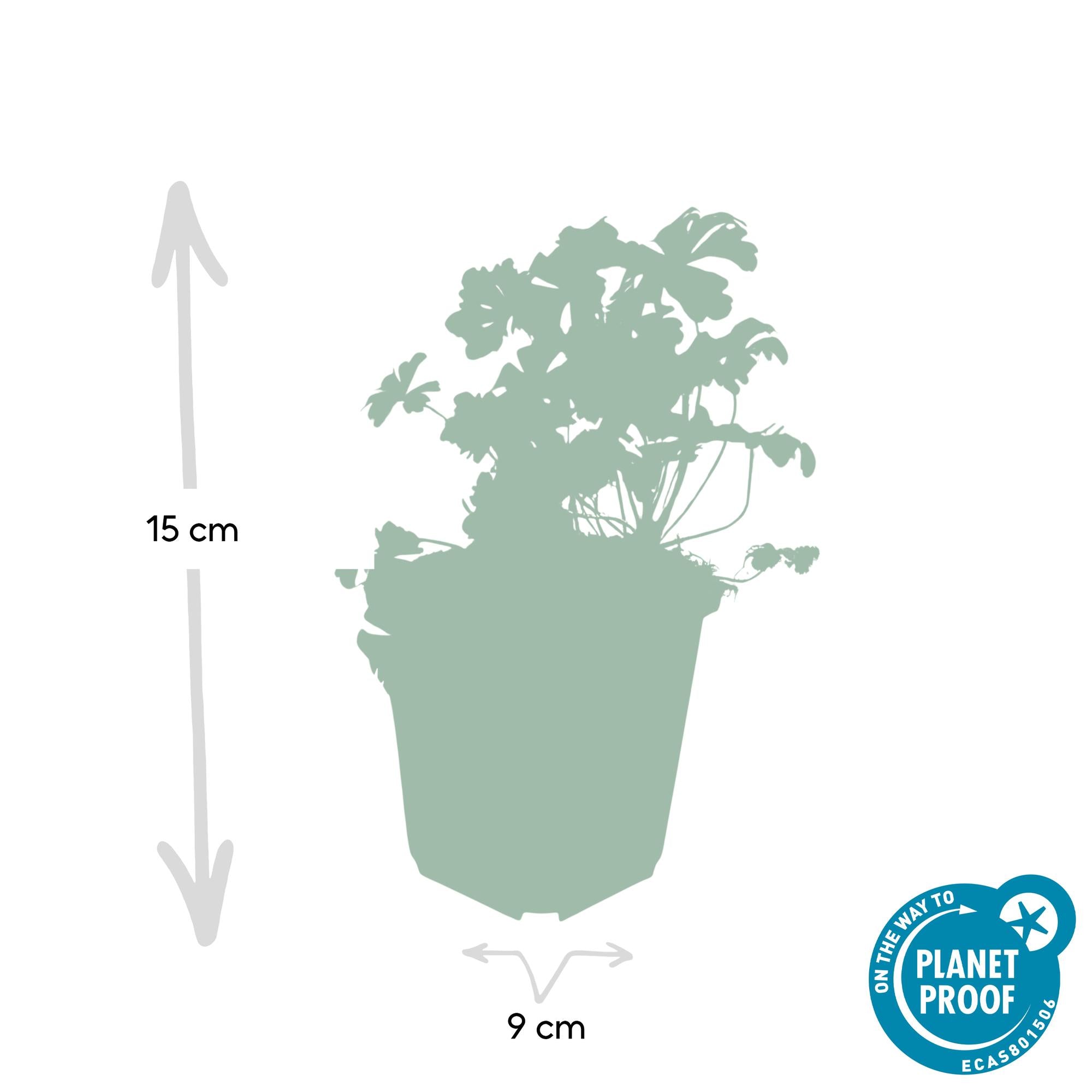 24x Geranium Cant. 'Biokovo' - ↕10-25cm - Ø9cm