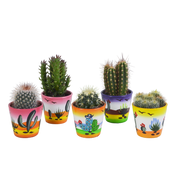 Mélange pour cactus 5,5 cm - 5x - en pot mexicain