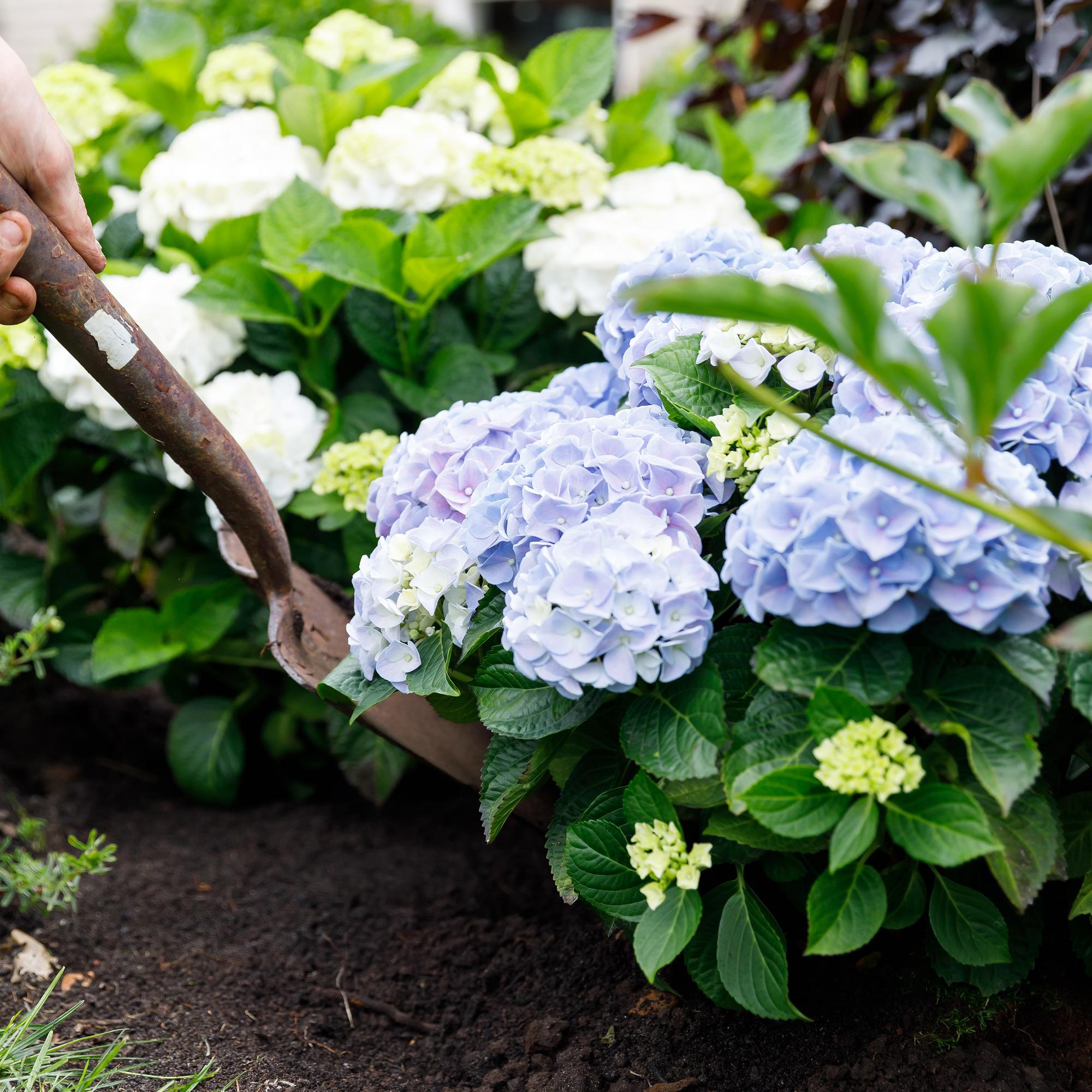 Green boutiQ - Pianta da patio - Ortensia - Hydrangea Forever & Ever - Blu - 7-12 fiori - Vaso 23 cm Altezza 55 cm