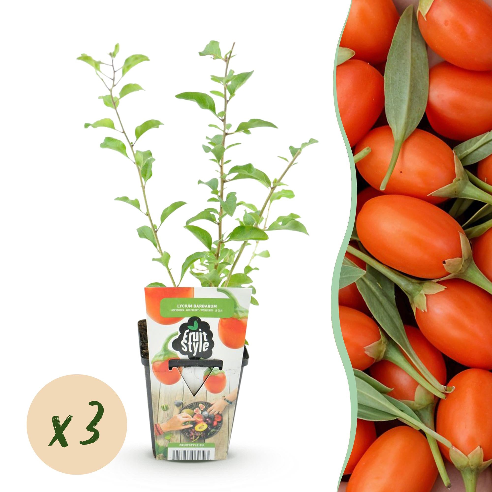Goijbes - Lycium Barbarum - Winterhard - 3 Planten - Pot  9 cm - Oranje - Rode Vrucht