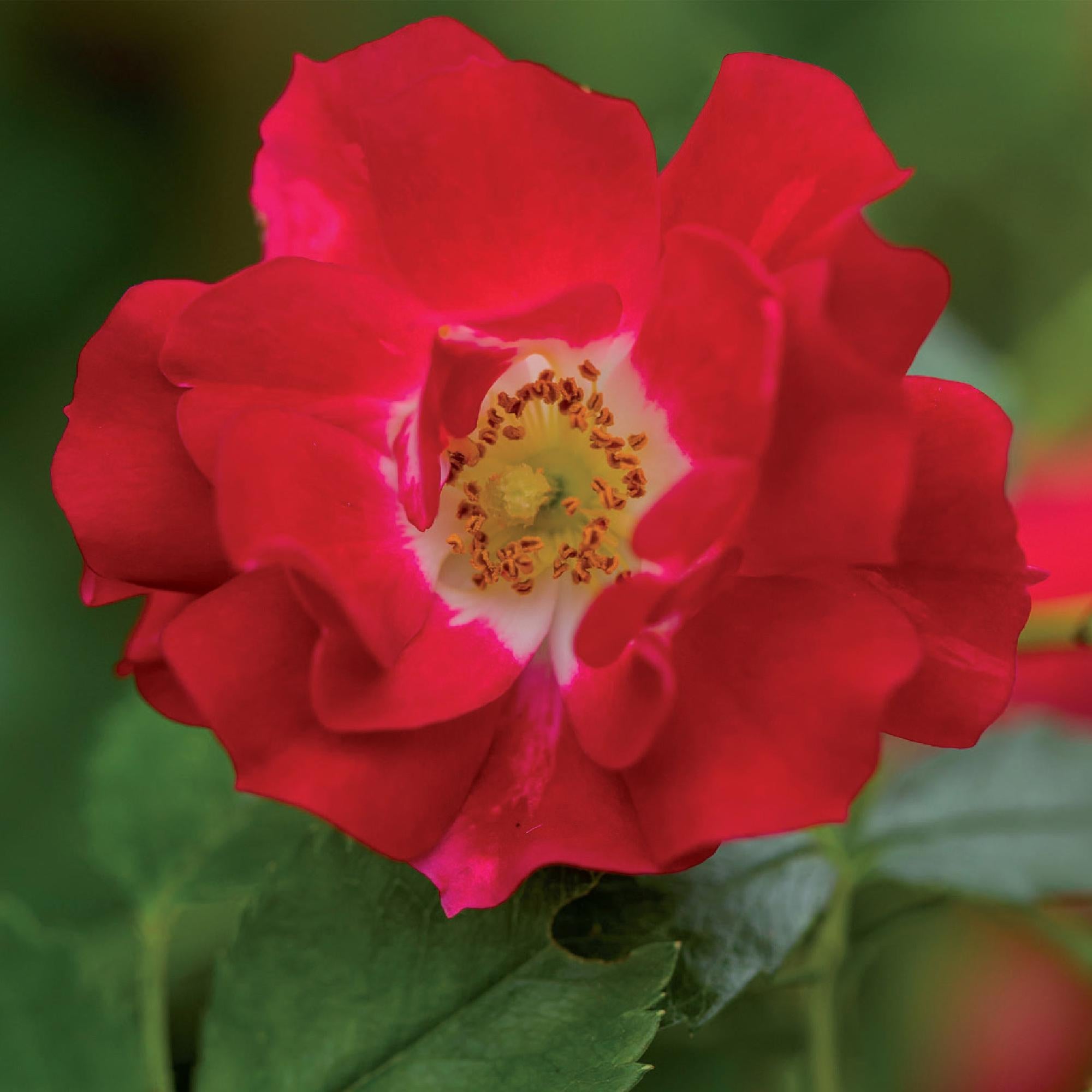 Green boutiQ – Kletterrose – Rosa Red Queen – Rote Blüte – Pflegeleicht – 2 Pflanzen – Topf 11 cm, Höhe 40 cm