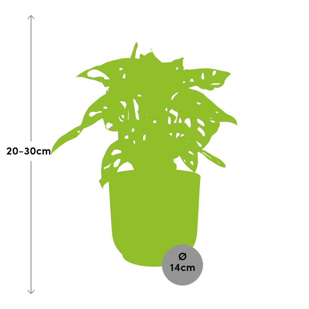 Monstera 'Monkey Leaf' in ELHO Vibes Fold 14cm gelb