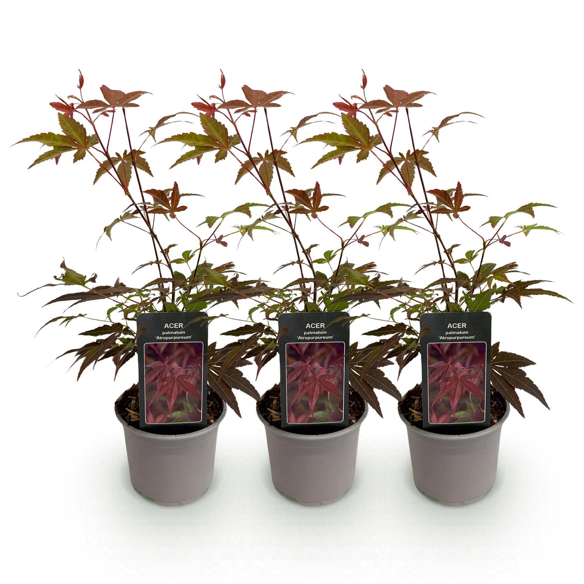 Acer palmatum Atropurpureum - Paars - 3 Planten - Blad verliezend - Weinig Onderhoud - Pot 12cm Hoogte 35cm