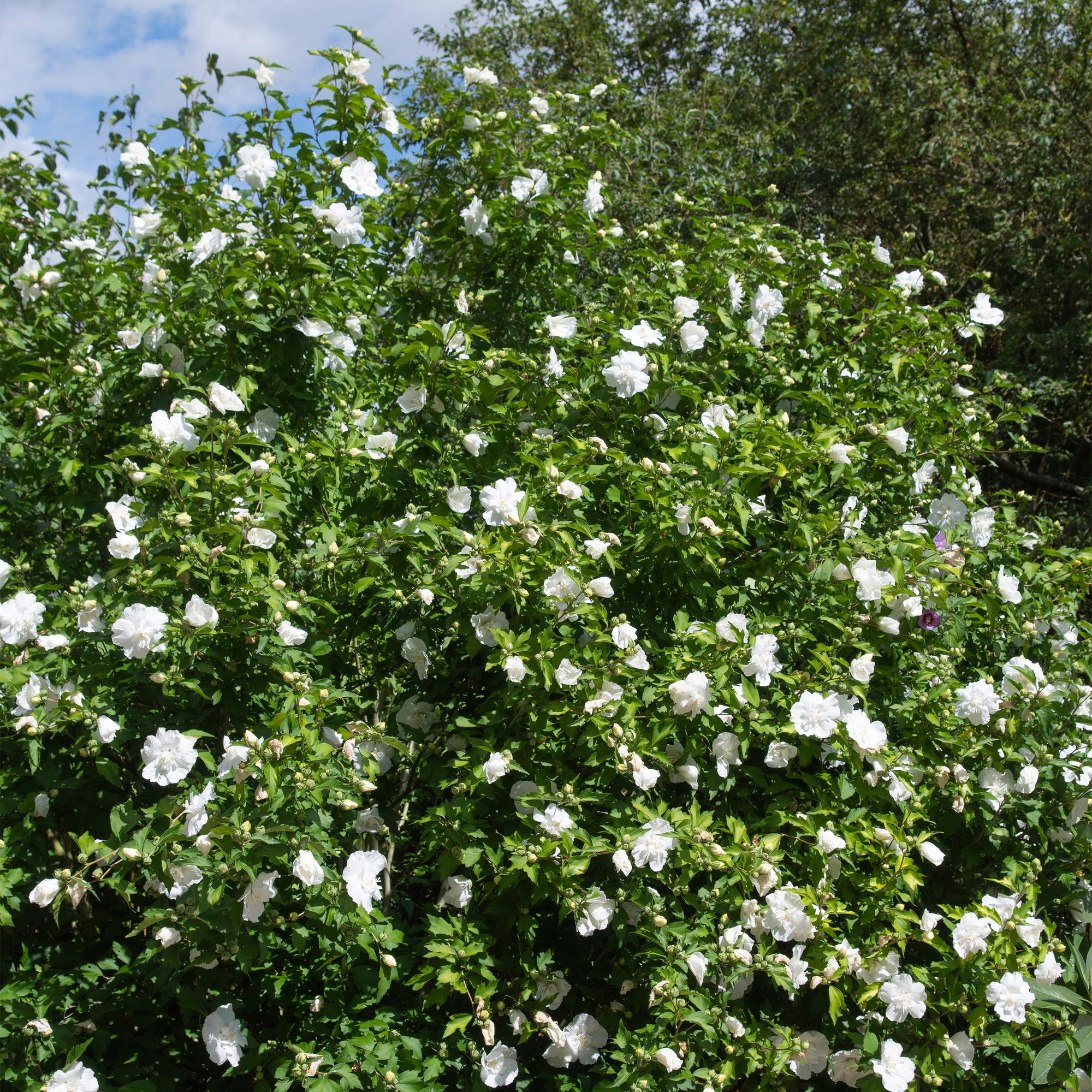 Green boutiQ - Pianta su stelo - Hibiscus syriacus White Chiffon® - Pianta da terrazza - Decidua - Resistente all'inverno - Fiore bianco - Vaso 19 cm Altezza 90 cm