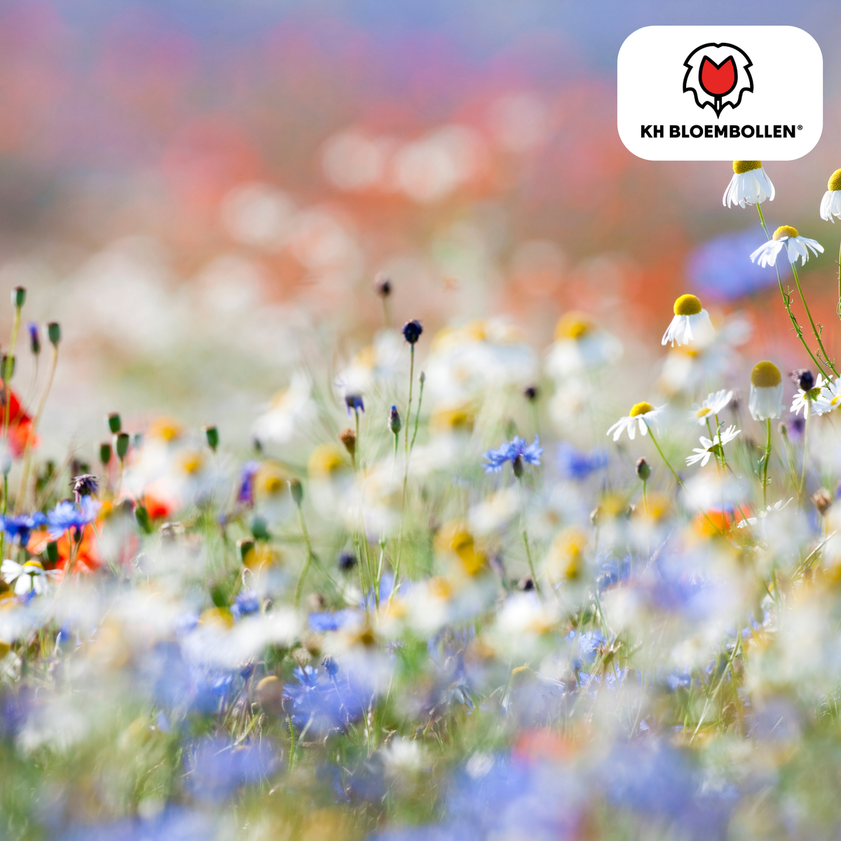 Blanding af vilde blomsterfrø – 100 gram | God til bier, sommerfugle og biodiversitet | ± 30-50 m²