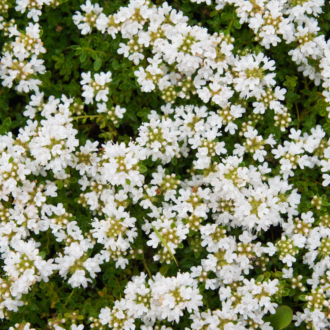 6x Thymus praecox 'Albiflorus' - ↕10-25cm - Ø9cm