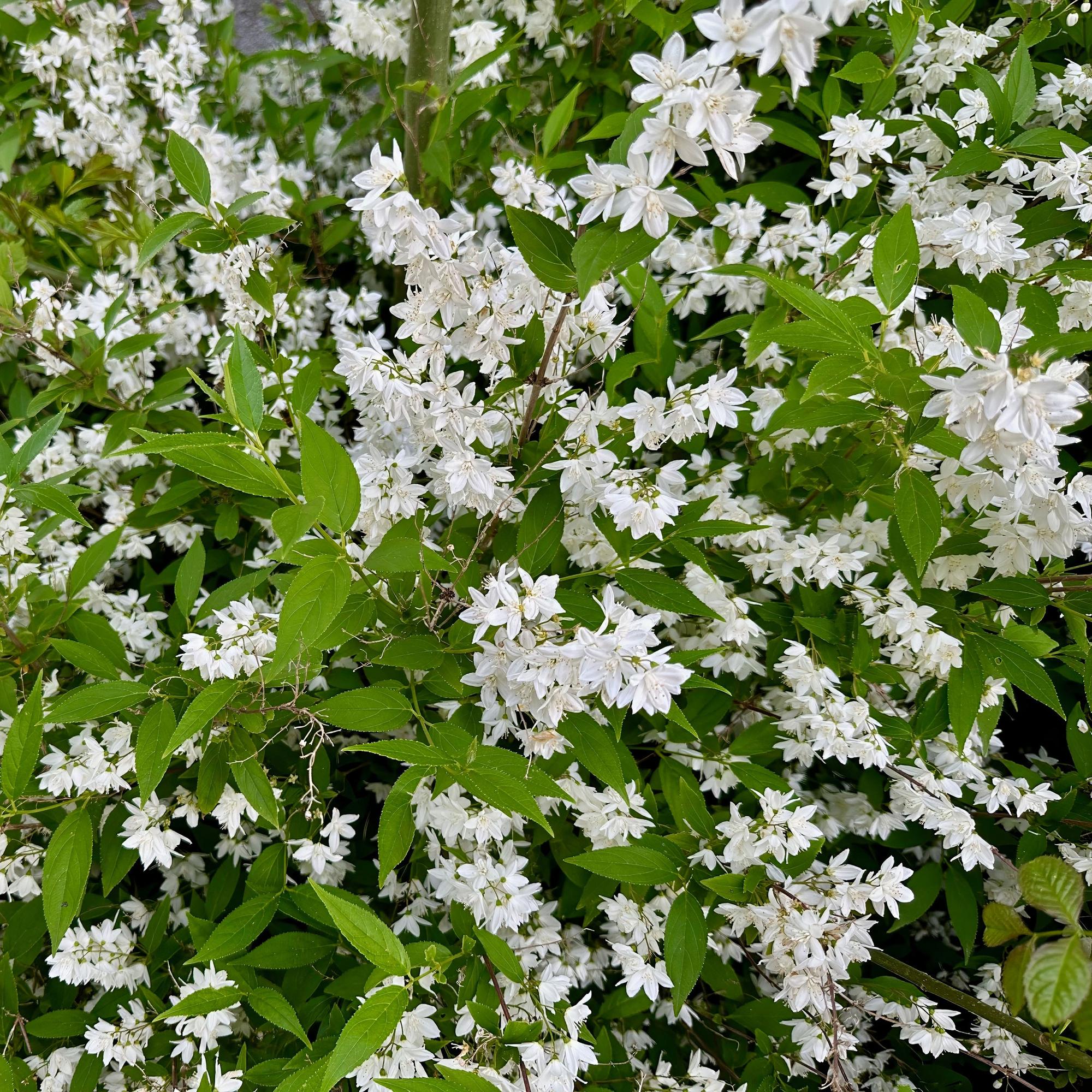 Deutzia Gracilis - Bloem Wit - 1 Plant - Bladverliezend - Weinig Onderhoud - Pot 17cm Hoogte 45cm