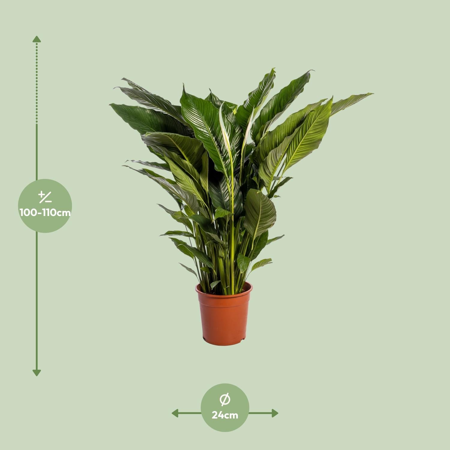 Spathiphyllum Dolce Sebastiano - Ø24cm - ↕110cm