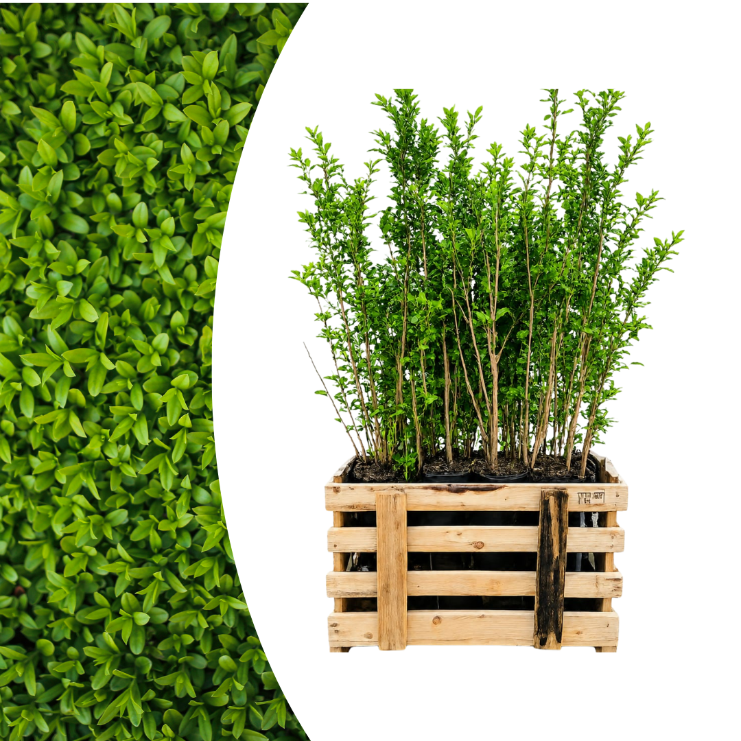 Ligustrum Ovalifolium ↕ 60-80 - Ø 19cm - 50x | Mini Pallet