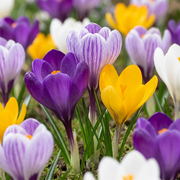 120 bulbos de crocus de floración grande - Mezcla de crocus de floración grande - Varios - Floración primaveral - Tamaño del bulbo 7/8